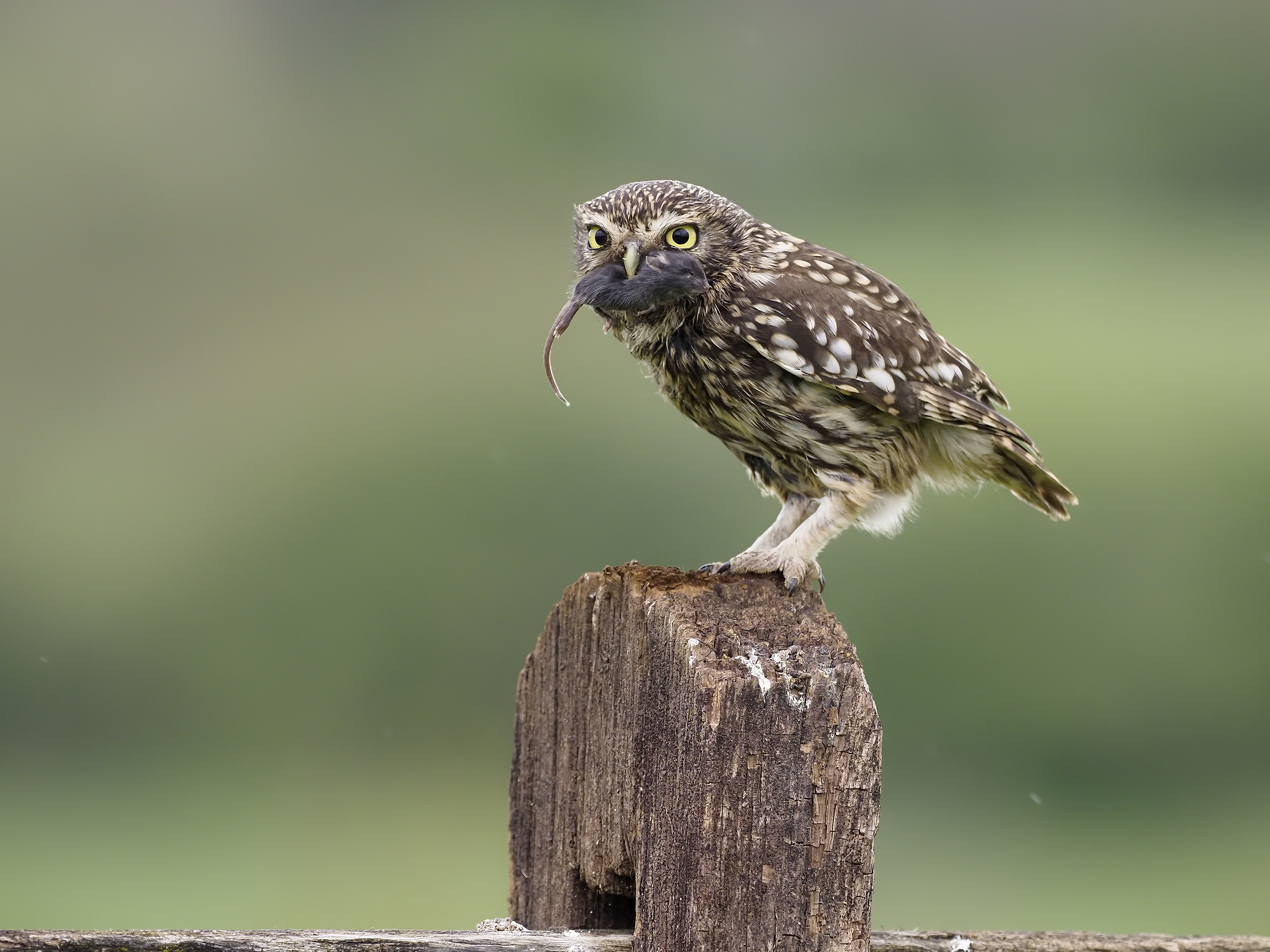 Monitoring Little Owl